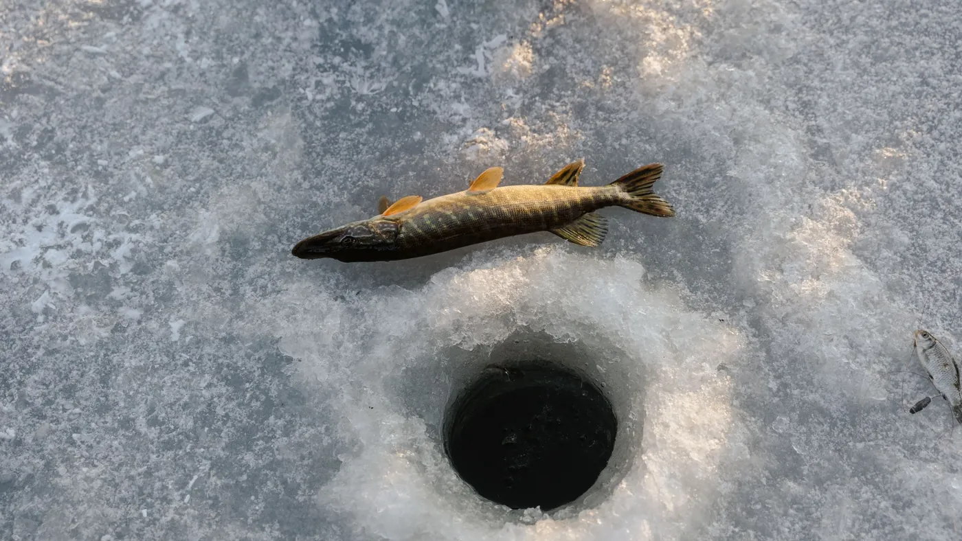 Un luccio sul ghiaccio accanto a un buco per la pesca